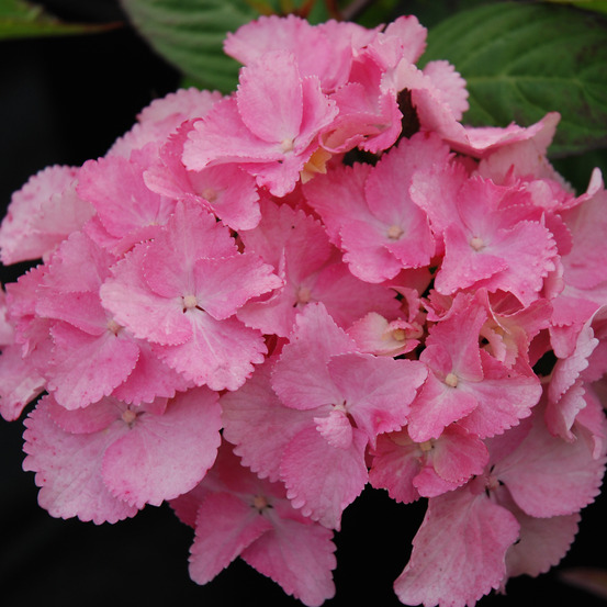 Hortensia 'cap sizun' pot de 2l/3l