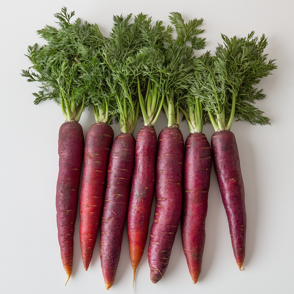 250 graines de carotte longue rouge sang - semisauvage permaculture