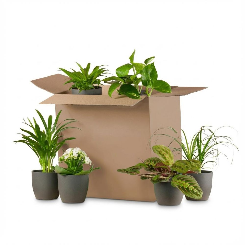 Box plantes deuxième chance - mix 6 plantes surprises à sauver - plantes d'intérieur