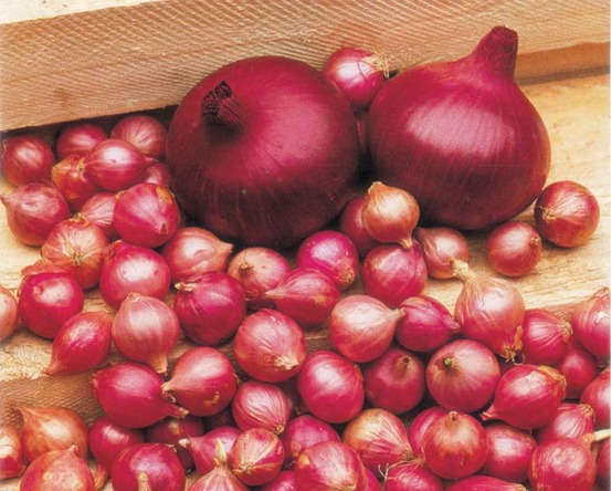 Oignon rouge de brunswick - 5 g