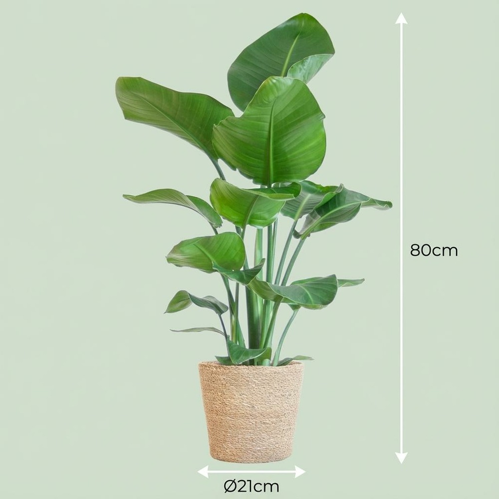 Strelitzia nicolai et son pot panier marron clair - hauteur 80cm | Truffaut