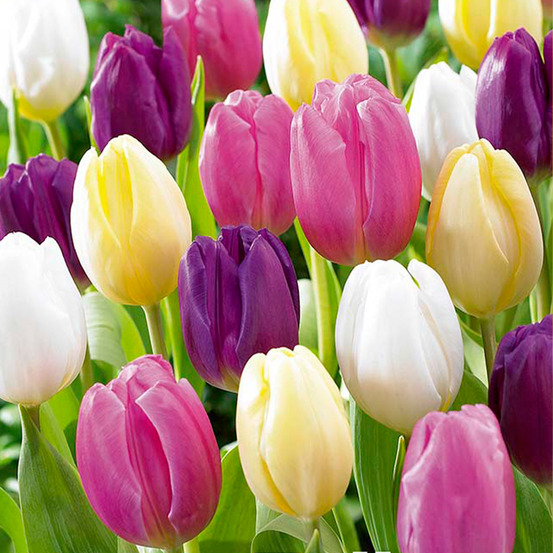 Mélange de 20 - tulipa rainbow mix - bulbes de tulipes - bulbes à fleurs - pousse jusqu'à 30-35 cm