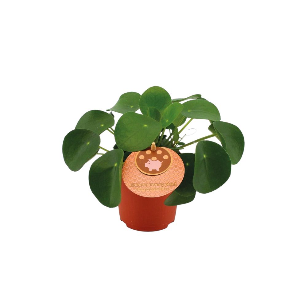 Pilea peperomioides