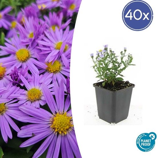 Aster nain d'automne 'prof. Anton kippenberg' x40 – entre 2,5 et 3,33m2