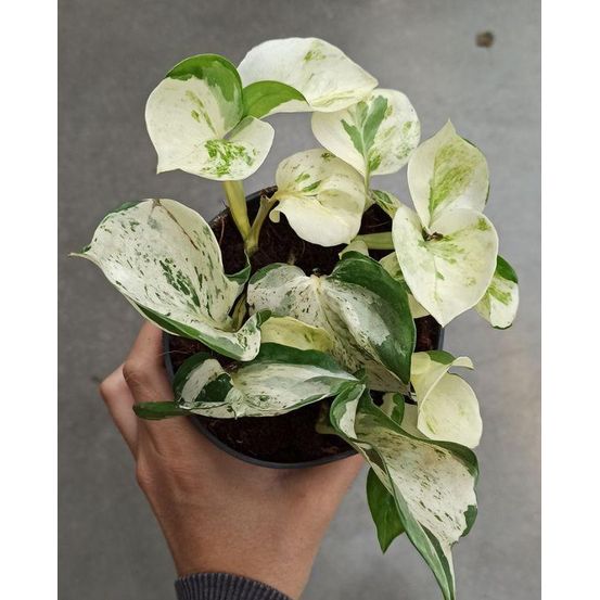 Epipremnum pinnatum