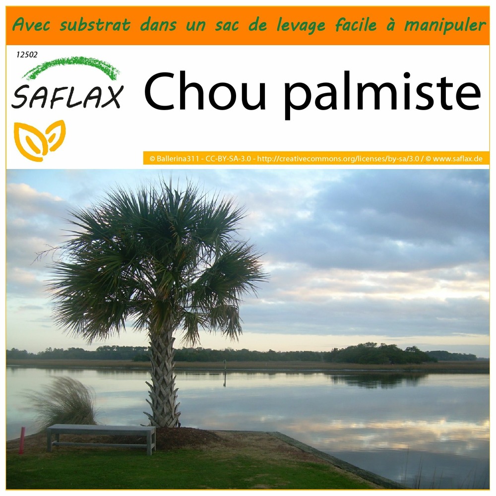 Garden in the bag - chou palmiste - 8 graines - sabal palmetto