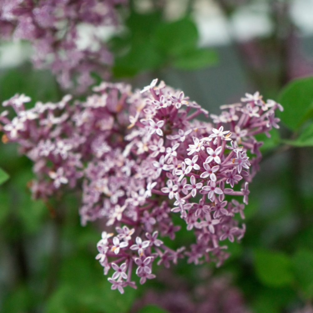 Lilas de patula miss kim - syringa patula miss kim pot 3l