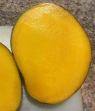 Manguier   mangifera indica var.keitt taille pot de 7 litres ? 80/100 cm -   jaune