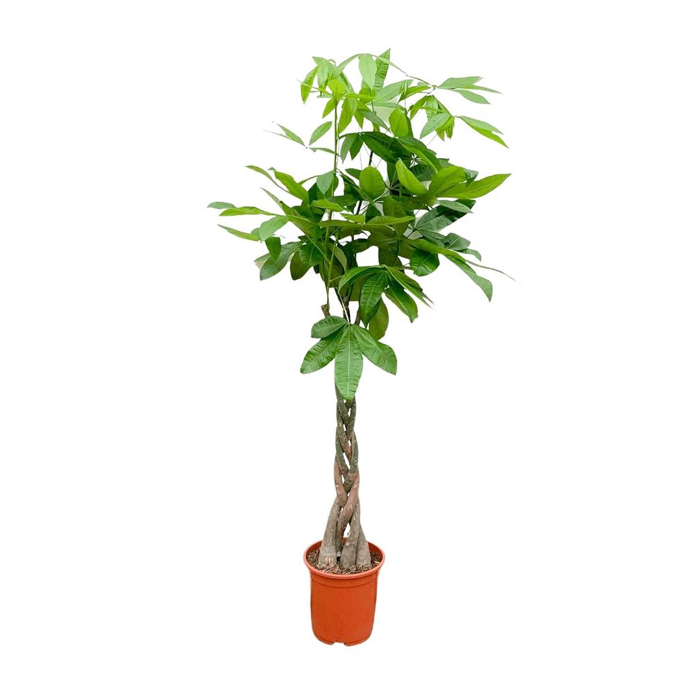 Pachira aquatica - plantes d'intérieur