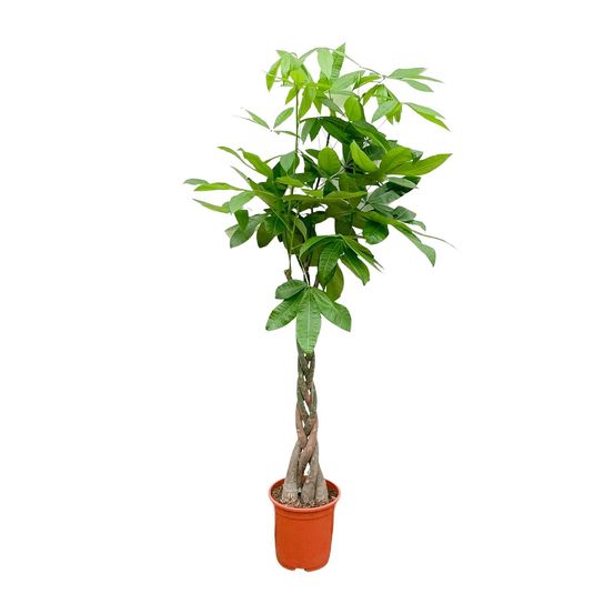 Pachira aquatica - plantes d'intérieur