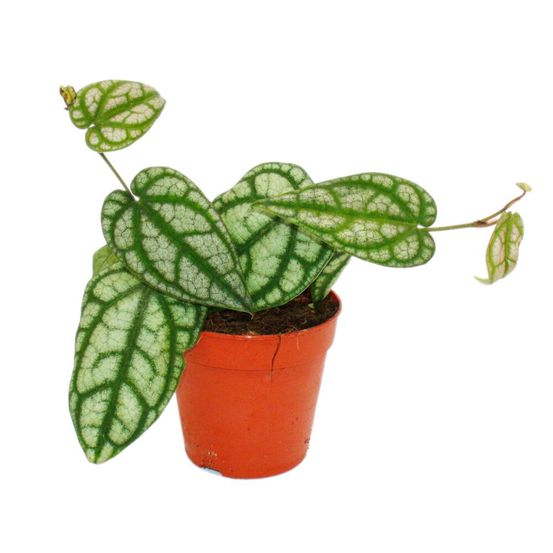 Piment grimpant - piper sylvaticum - plante grimpante - pot 12cm