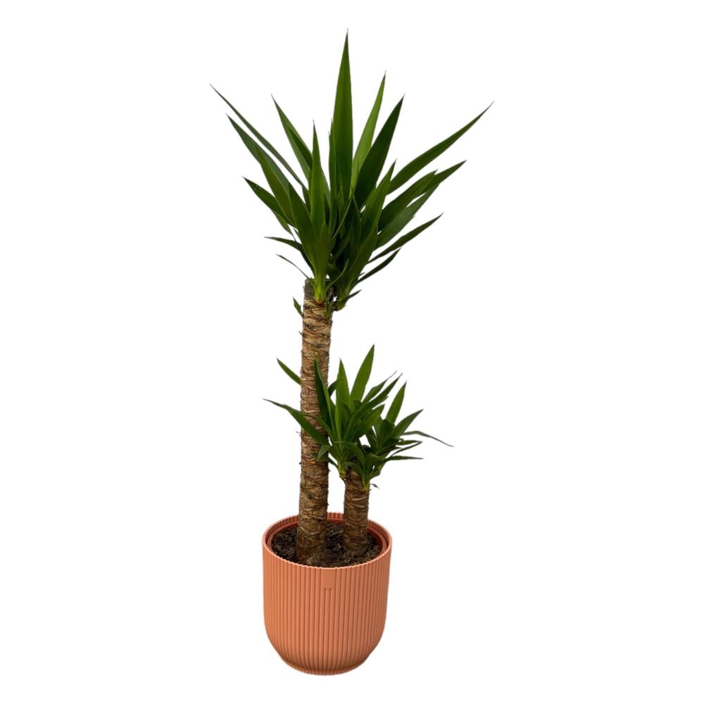 Yucca et son pot rose - hauteur 100cm | Truffaut