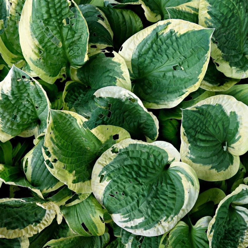 Hosta patriot pot de 3l - 40/60 cm