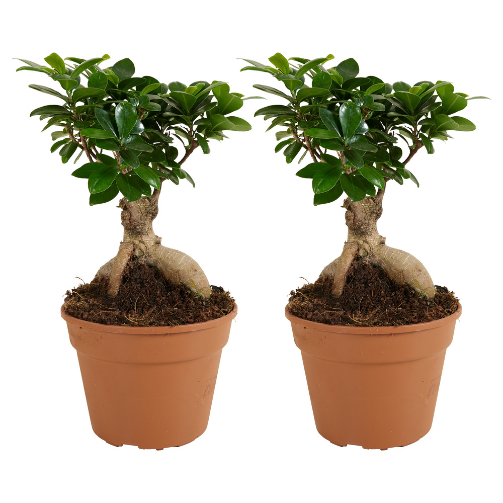 Lot de 2 - ficus ginseng - bonsaï - plantes d'intérieur - 30-40 cm de haut - pot 17cm