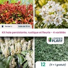 Kit haie persistante et fleurie - 4 variétés - lot de 12 plants en pot de 1 l