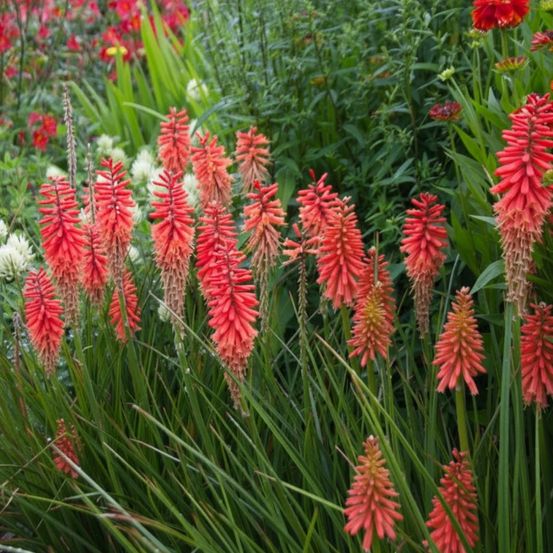 Kniphofia, tison de satan poco red® lot de 5 godets