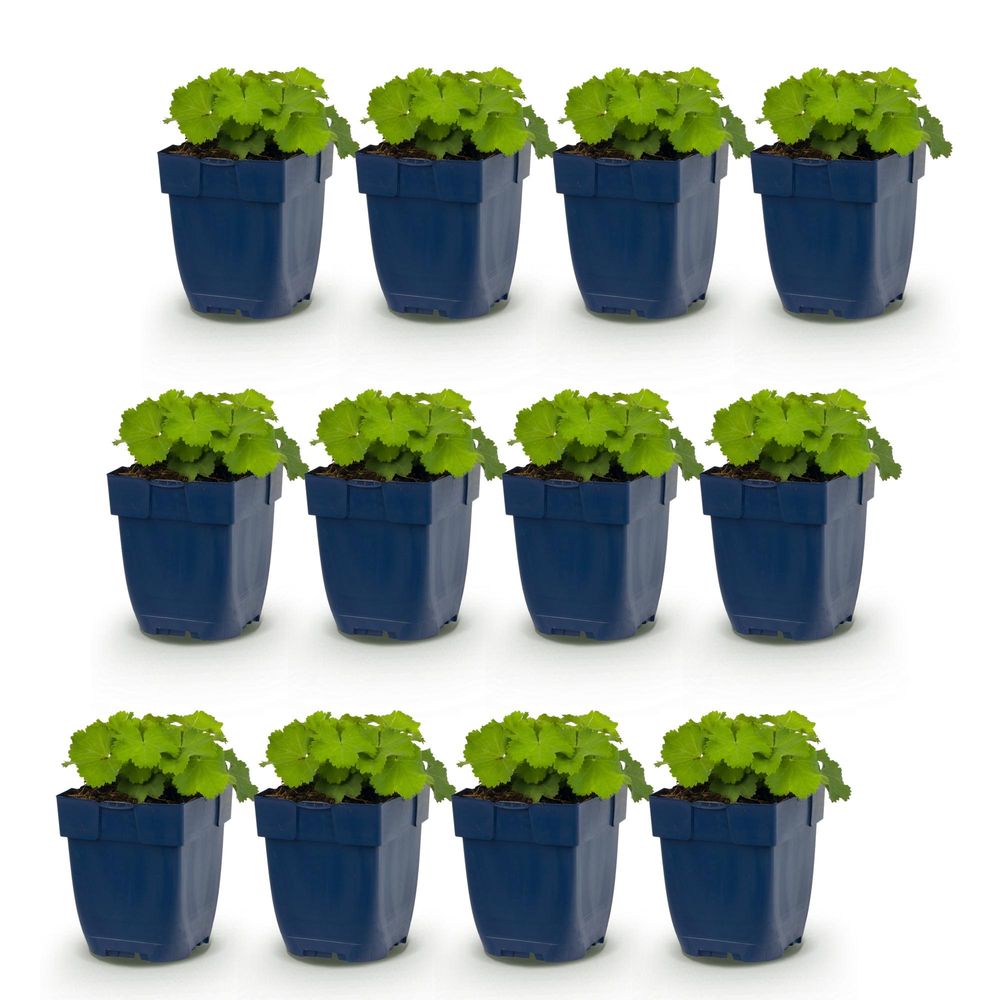 Alchémille - lot de 12 - pot 11 cm - hauteur 25 cm - plante d'extérieur