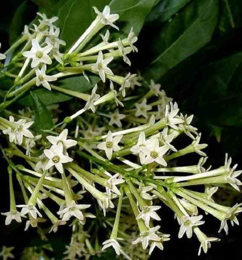 Cestrum nocturnum (galant de nuit) pot de 4 litres ? 120/140 cm