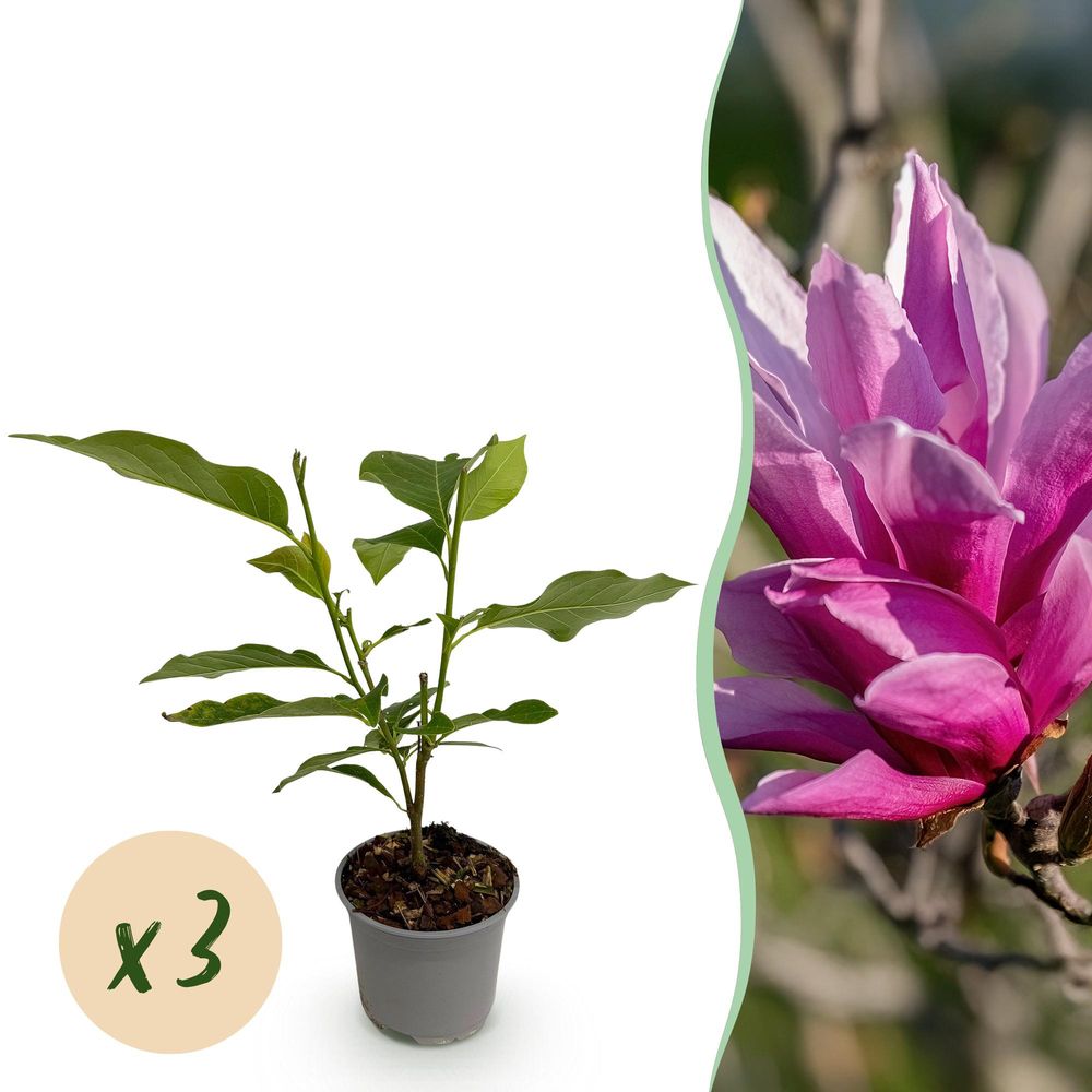 Magnolia 'nigra' - lot de 3 - pot 12 cm - hauteur 30 cm