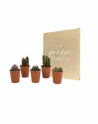 Coffret cadeau cactus - lot de 5 plantes, h13cm