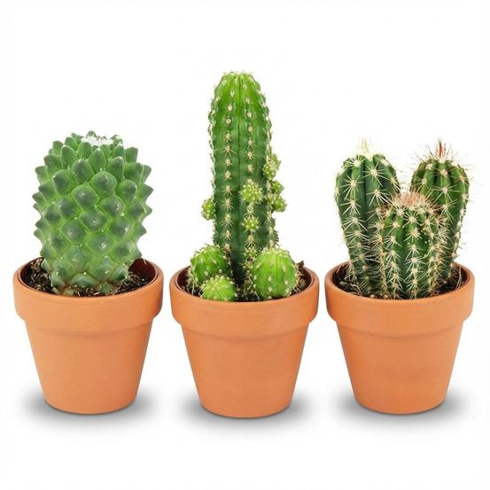 Lot de 3 - mini mélange de cactus - hauteur: 5-10 cm - pots en terre cuite - h10 cm
