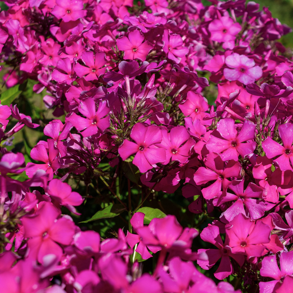 Lot de 3 - phlox subulata macdaniel's cushion - phlox - hauteur 10-20 cm - pot 9x9 cm