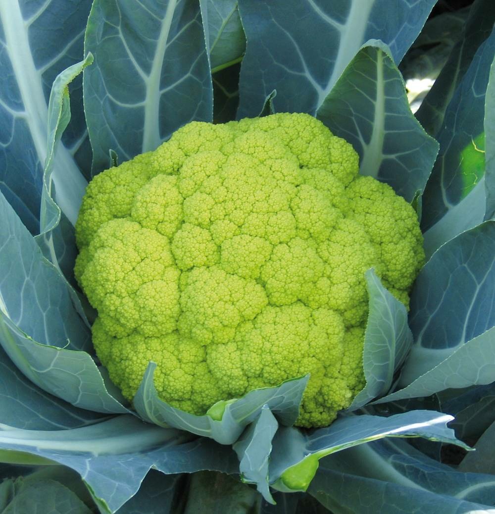 Chou fleur susana hf1 - 75 graines