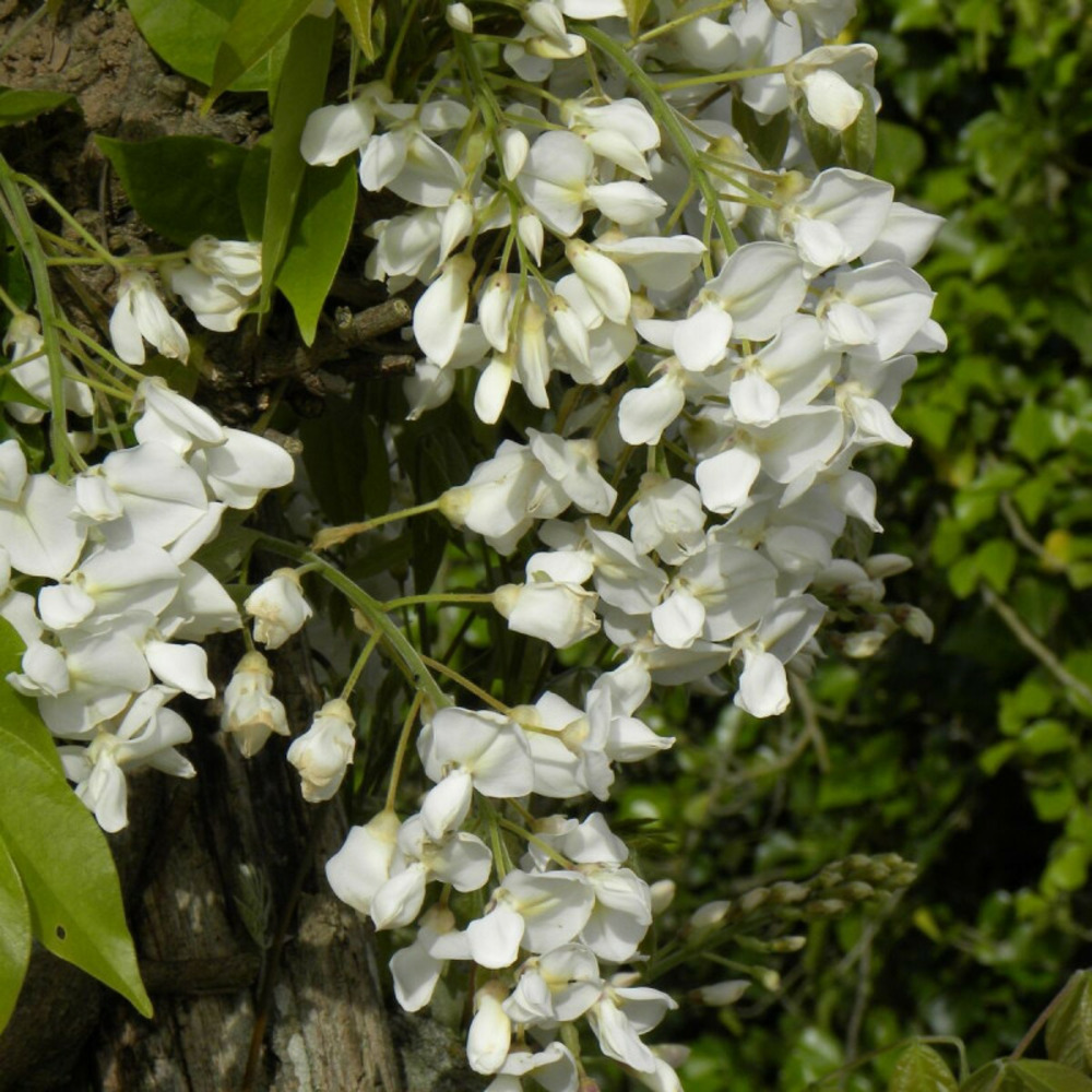 Glycine soyeuse godet - 5/20 cm