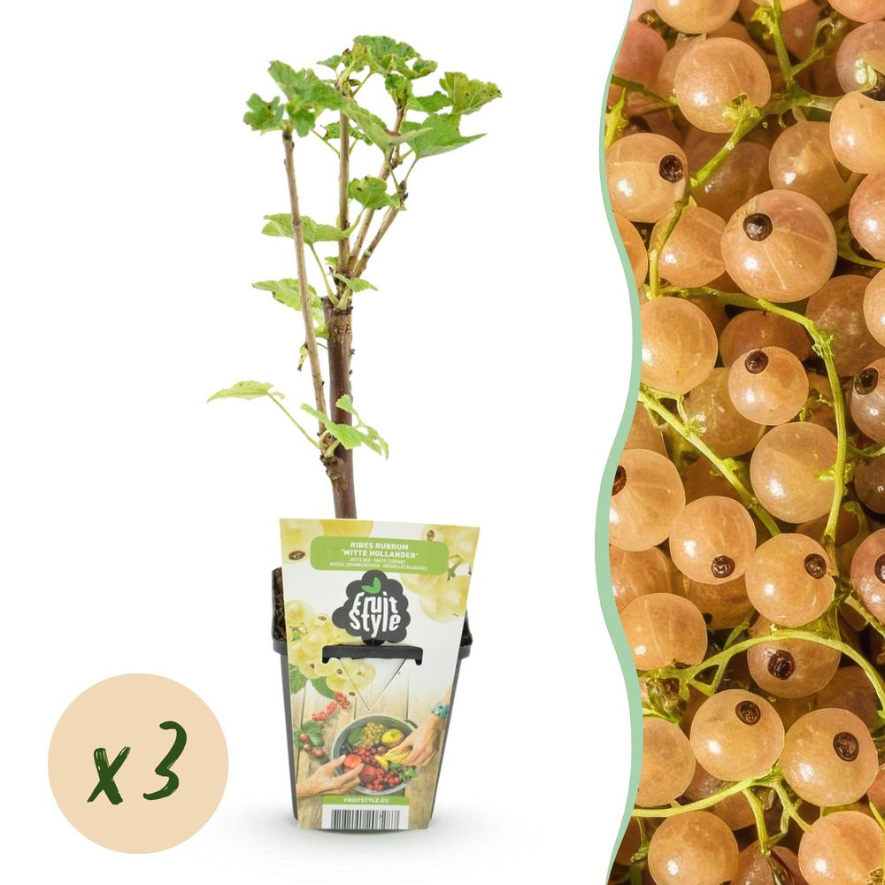 Groseillier 'witte hollander' - pot 9 cm - hauteur 35 cm