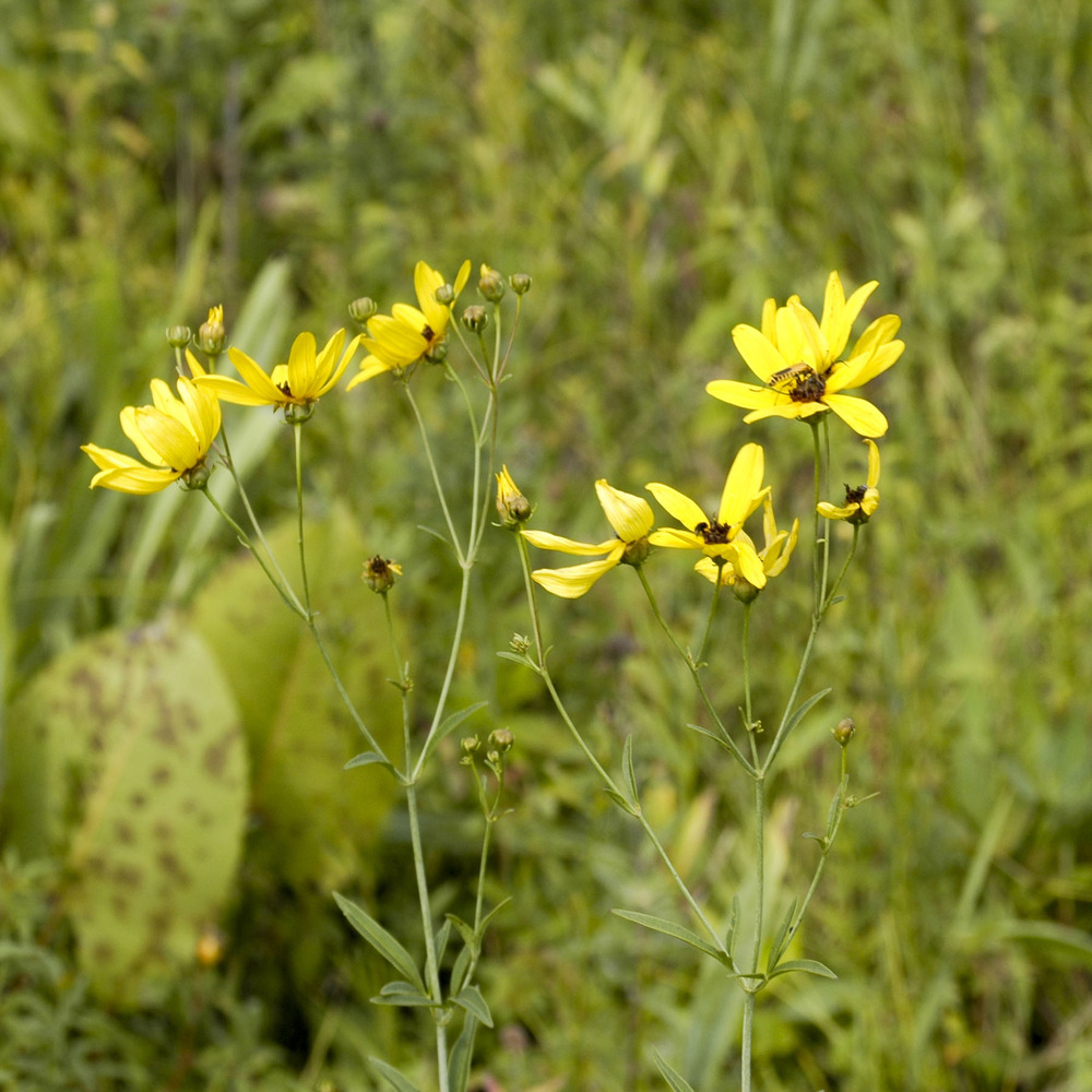 Coreopsis tripteris godet de 8/9 cm