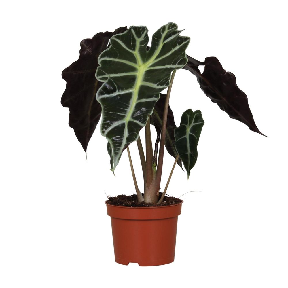 Alocasia amazonica polly - ø12cm - ↕30cm - plantes d'intérieur
