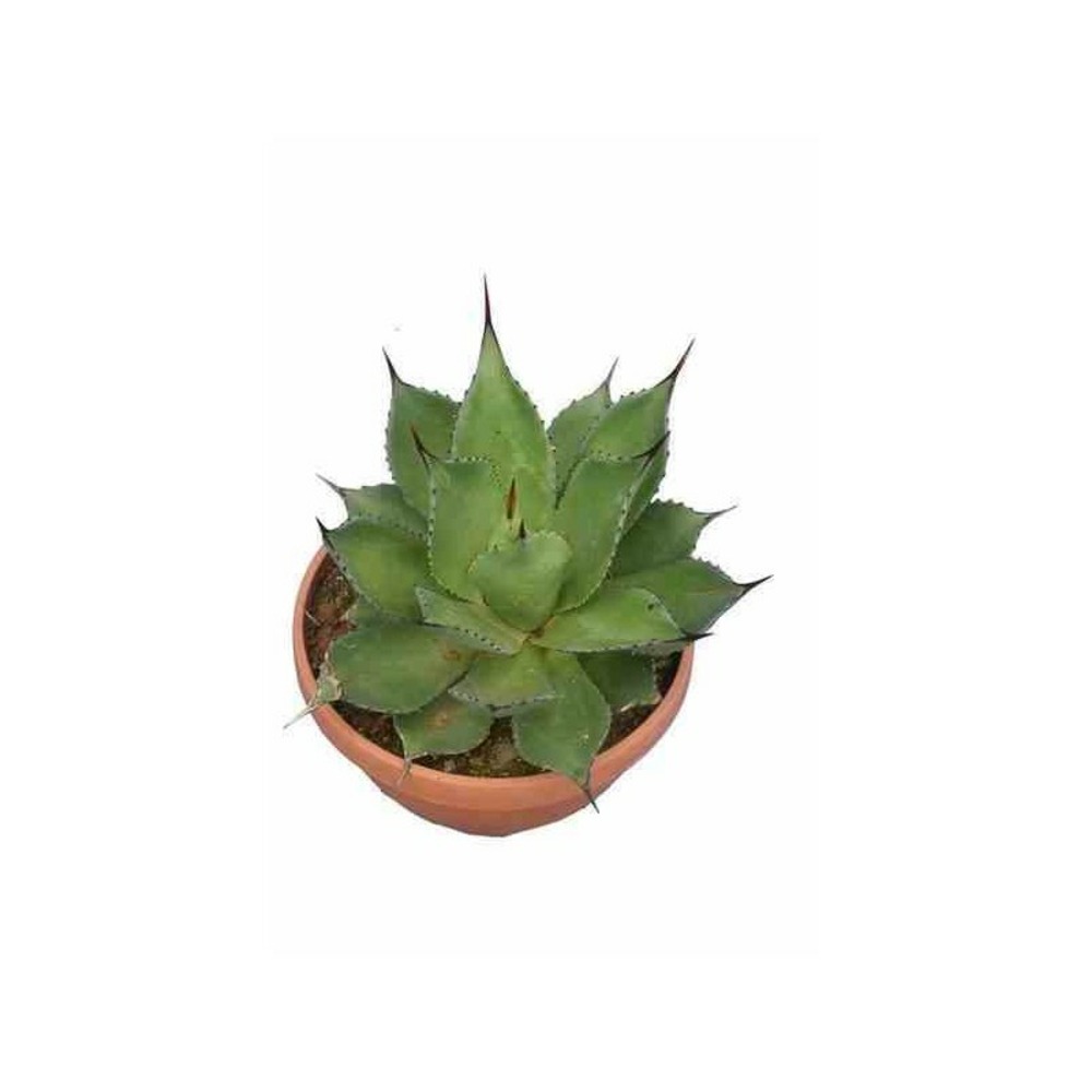 Agave chiapensis pot de 5 litres -et violet