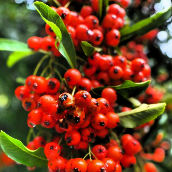 Buisson ardent mohave, pyracantha pot de 1,5l - 20/50 cm