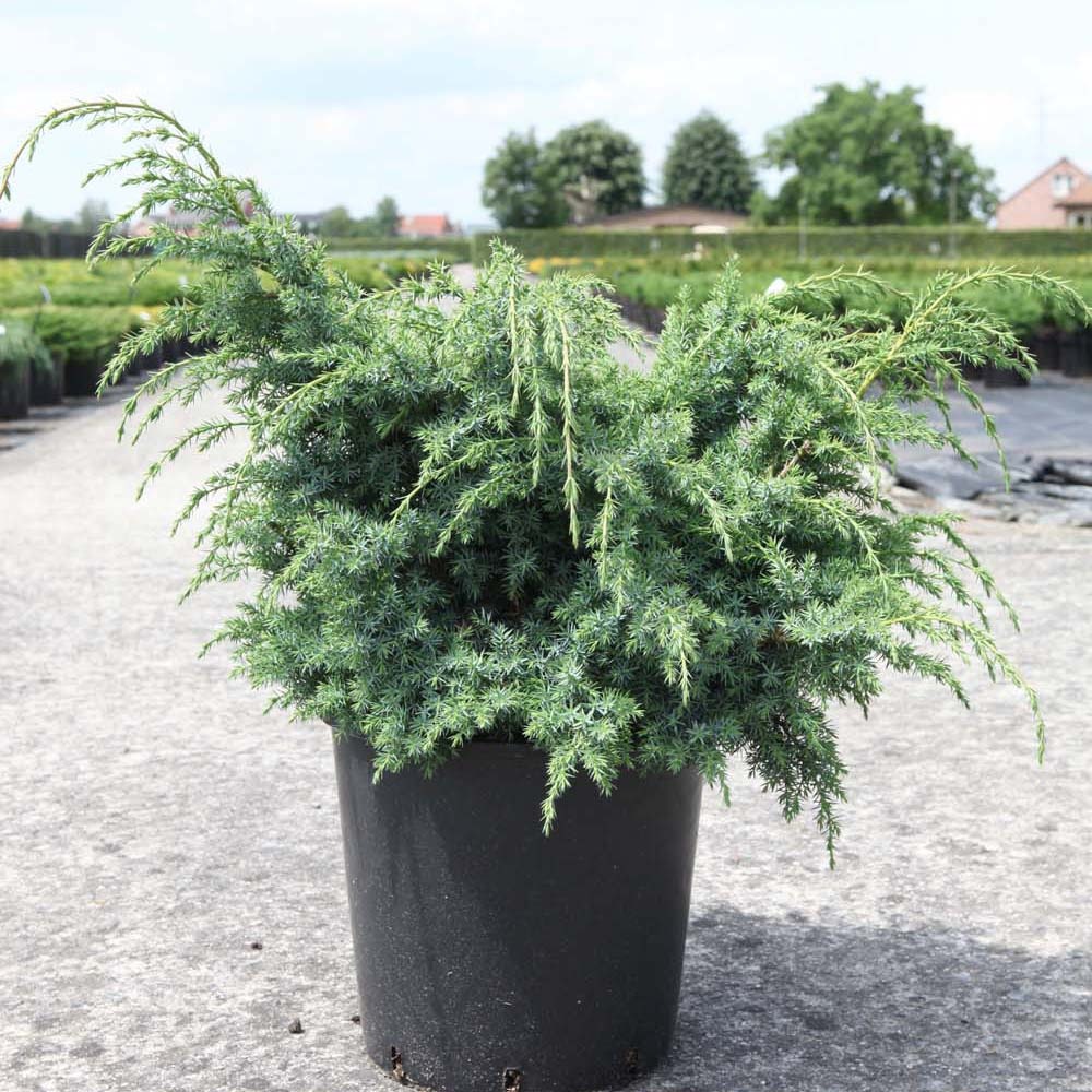 Genévrier de chine 'blue alps' pot de 2l/3l