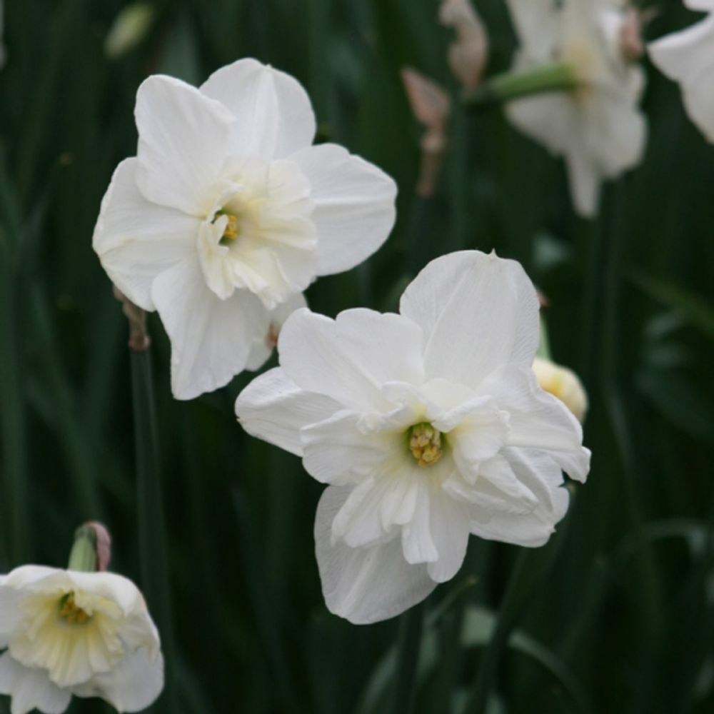 Narcisse papillon blanc bulbe calibre 12+ (par 10)