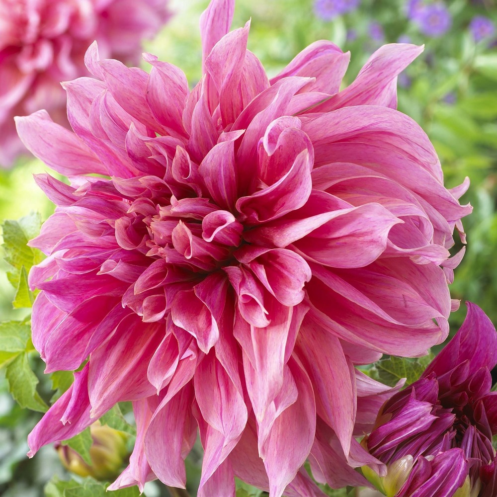 Dahlia géant décoratif 'maki' bulbe calibre i