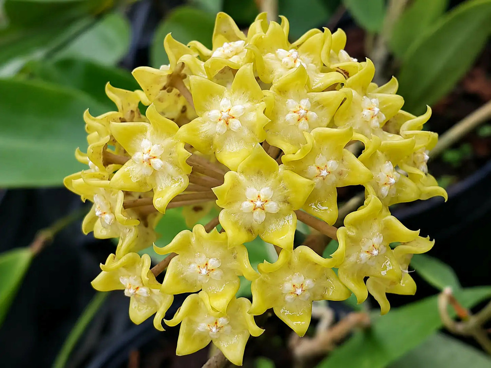 Hoya lambii