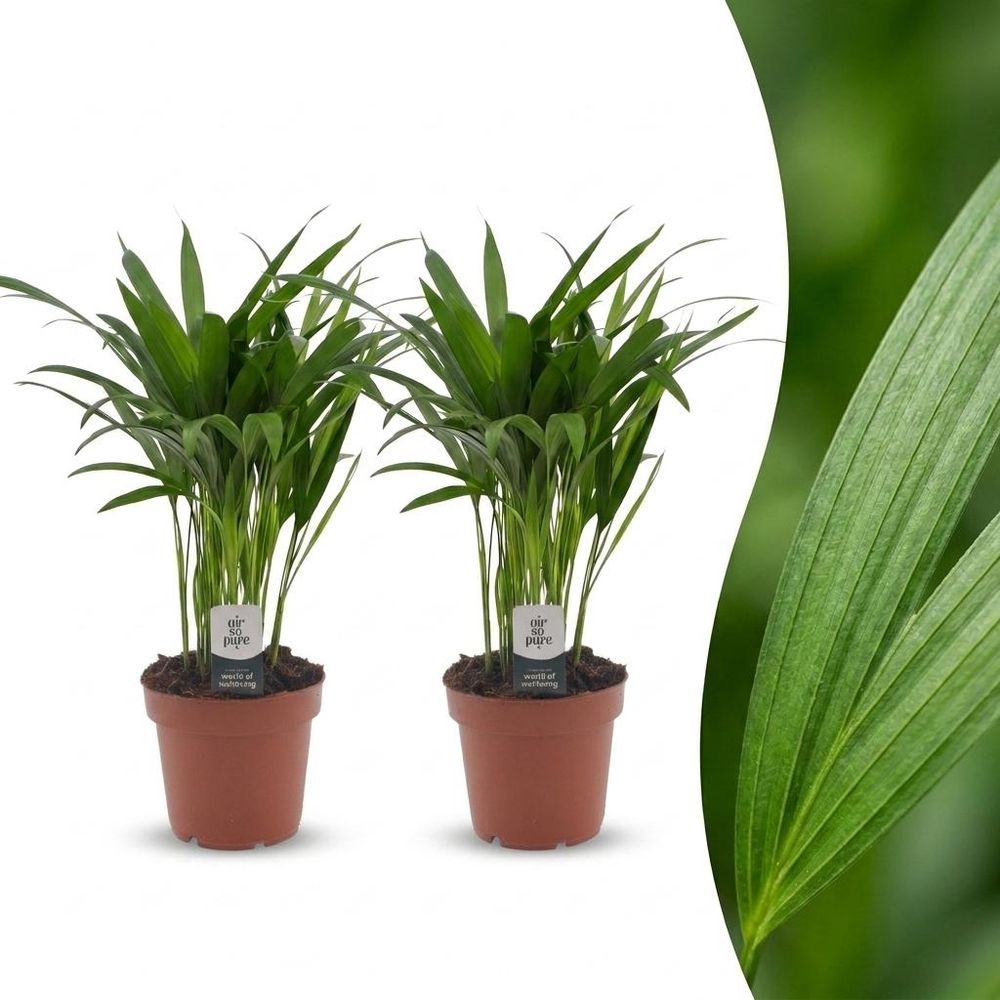 Areca lutescens - palmier areca - lot de 2 plantes - pot ø12 cm, h 45 cm