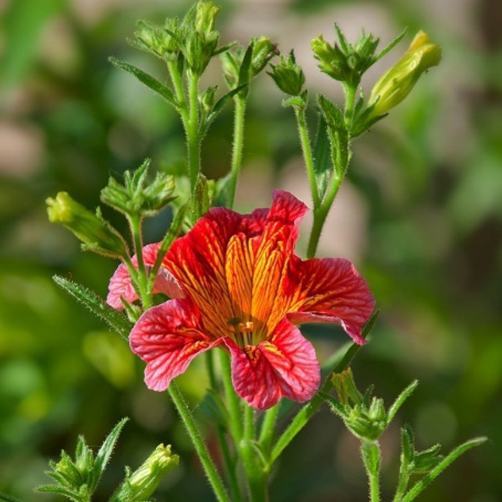 Graines de fleurs salpiglossis sinuata couleurs mélangées environ 4500 grains * 5 sachets
