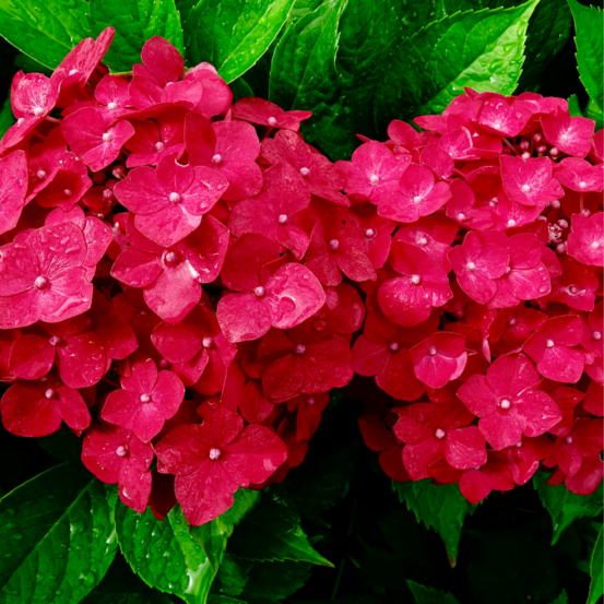Hortensia alpenglühen - hydrangea macrophylla alpengluhpot 3l