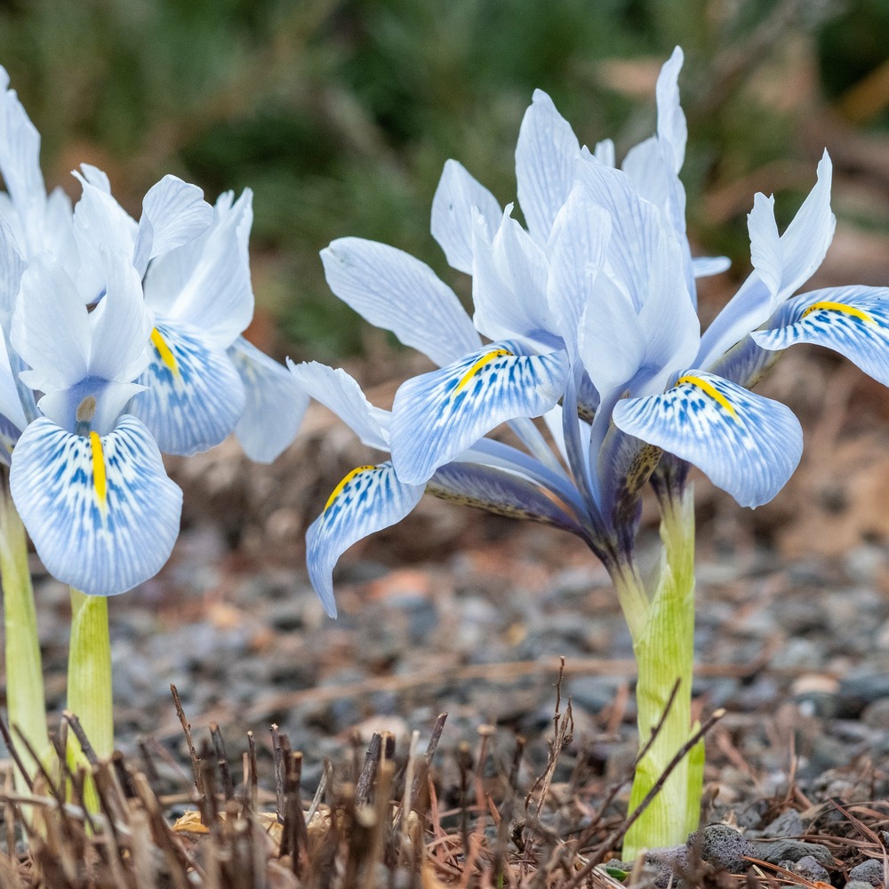 10 iris reticulé katherine hodgkin - le sachet de 10 bulbes / circonférence 5-6cm, vendu par lot de 2