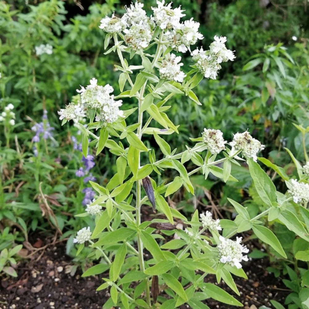 Menthe des montagnes godet - 5/20 cm