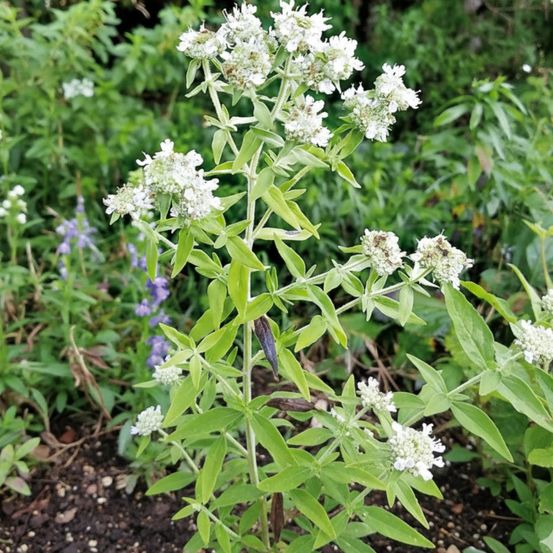 Menthe des montagnes godet - 5/20 cm