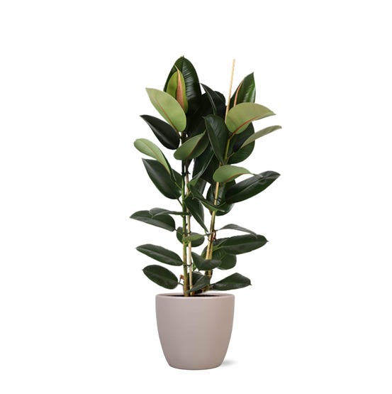 Ficus elastica robusta et son pot taupe - hauteur 110cm