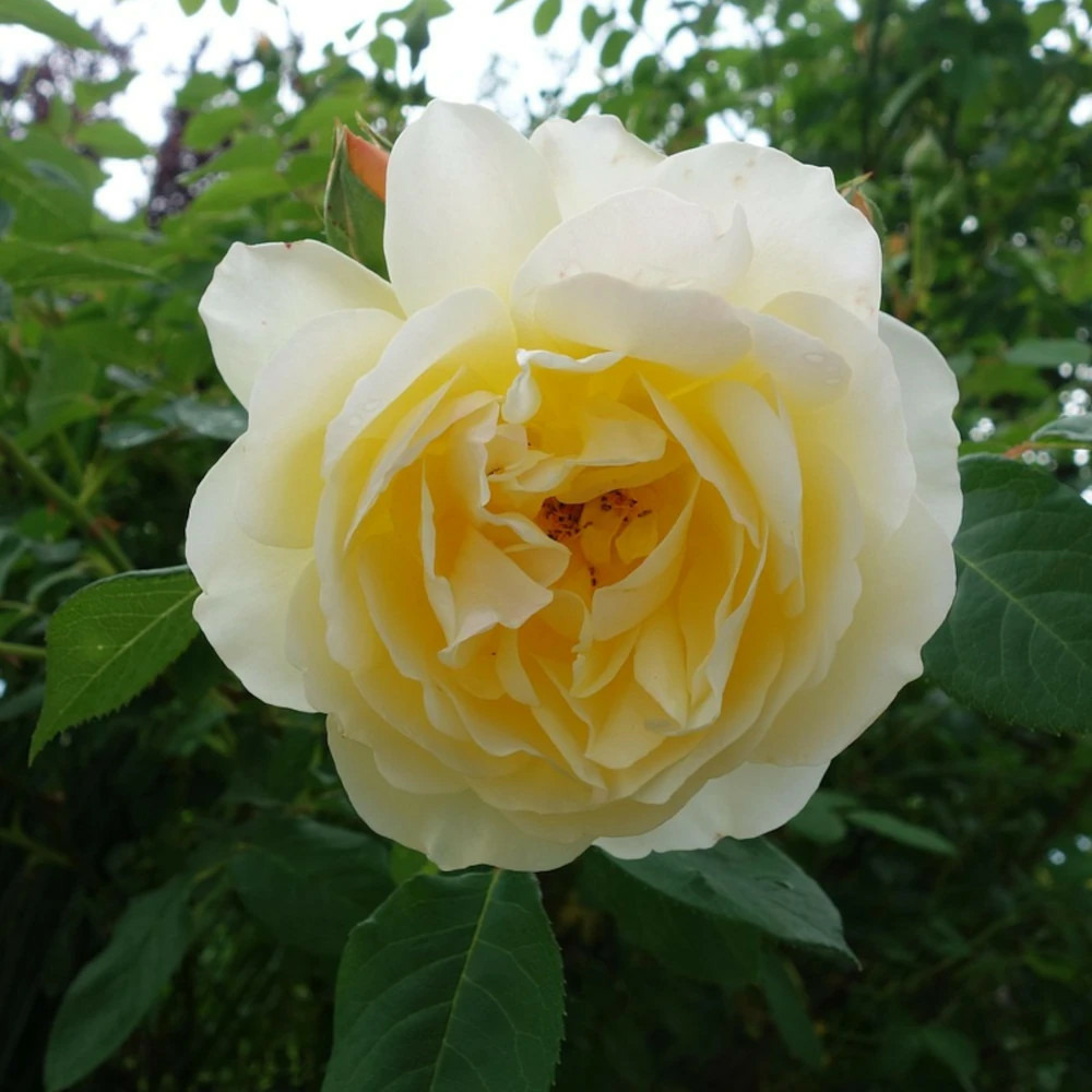 Rosier grimpant dune® 'delgrim' pot de 3l - touffe