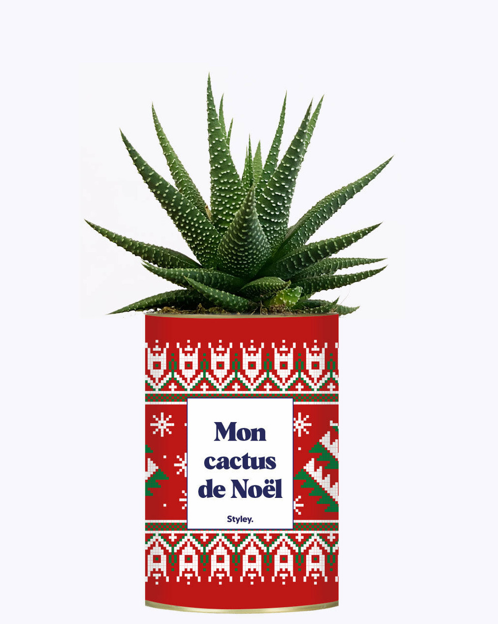 Plante personnalisée - mon cactus de noël - cactus