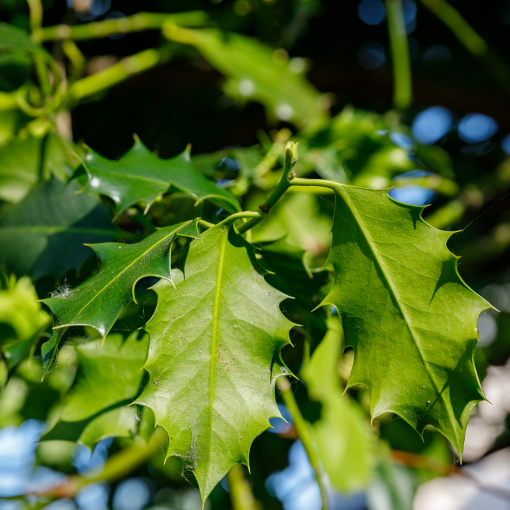 Houx de meserve heckenfee - ilex meserveae heckenfee 40/60cm pot 4l