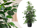 Ficus benjamina 'danielle' - plante d'appartement - pot 21cm - hauteur 100-110cm