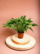 Plante d'intérieur - philodendron xanadu 100cm