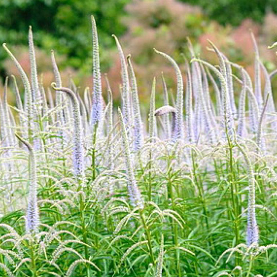 6 x veronicastrum virginicum 'lavendelturm' - veronicastrum virginicum 'lavendelturm' - godet 9cm x 9cm